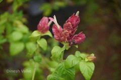 Justicia brandegeeana